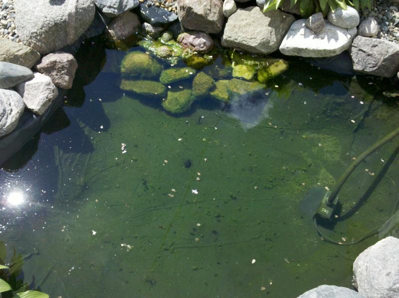 Pond and algae